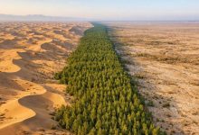 China planta árboles hace 50 años y su desierto ya absorbe más carbono del que libera