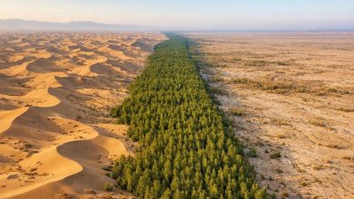 China planta árboles hace 50 años y su desierto ya absorbe más carbono del que libera