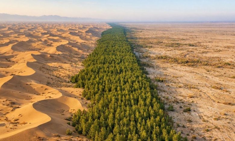 China planta árboles hace 50 años y su desierto ya absorbe más carbono del que libera