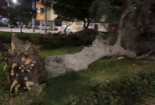 Fuertes vientos derriban tres árboles en Lambayeque