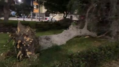 Fuertes vientos derriban tres árboles en Lambayeque