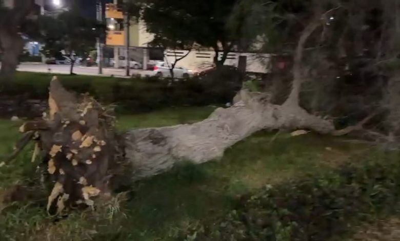 Fuertes vientos derriban tres árboles en Lambayeque
