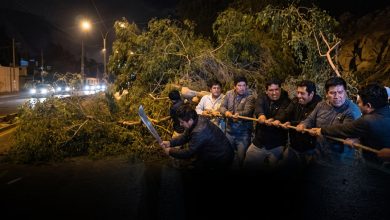 Vecinos retiran árbol caído en la Carretera Central