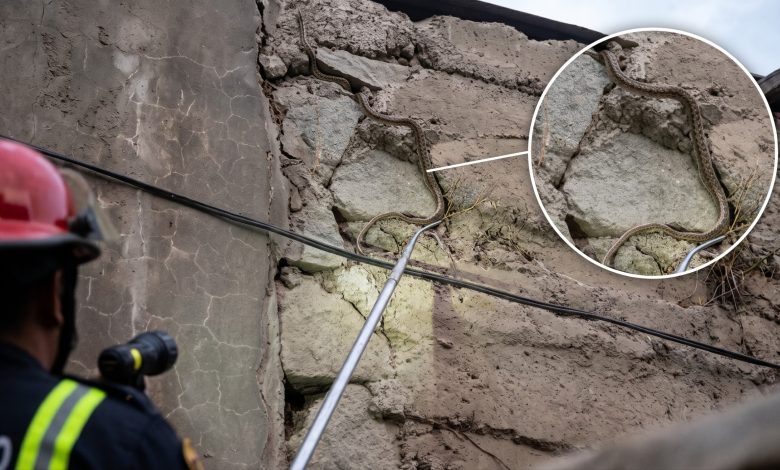 Alto Huampaní: Serpientes en vivienda abandonada alarman a vecinos